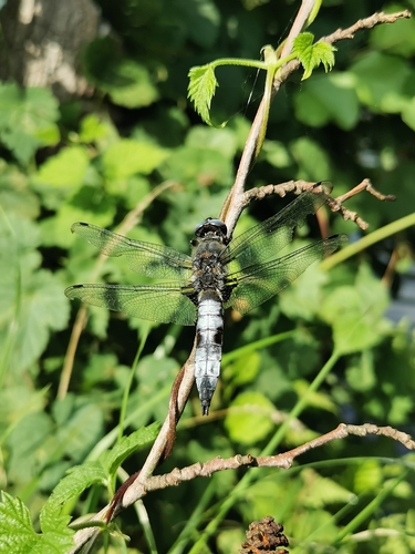 Scarce Chaser