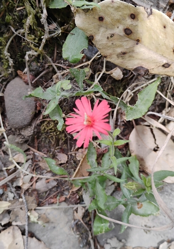 iNaturalist observation photo of cardinal catchfly