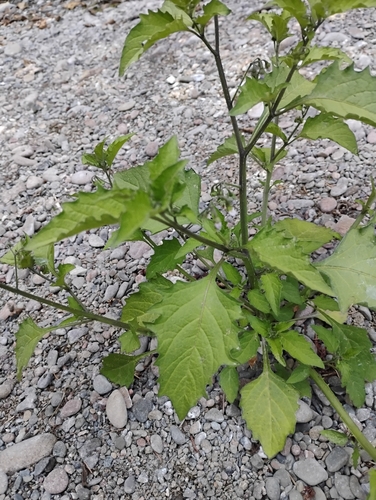 iNaturalist observation photo of nightshades and allies