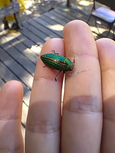 iNaturalist observation photo of Golden Buprestid Beetle