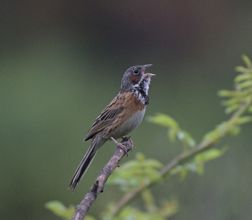 Chestnut-eared Bunting