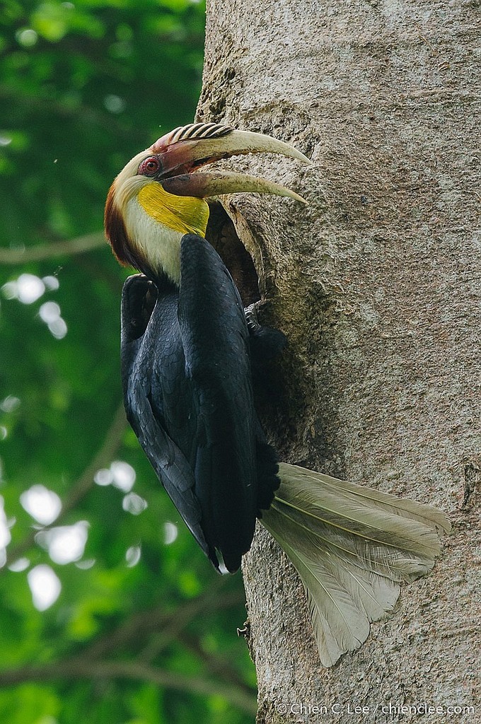 Plain-pouched Hornbill (Rhyticeros subruficollis) photo