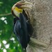 Plain-pouched Hornbill - Photo (c) Chien Lee, all rights reserved, uploaded by Chien Lee