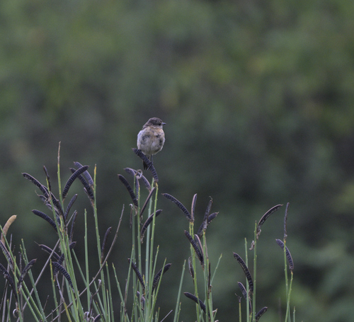Siberian Stonechat