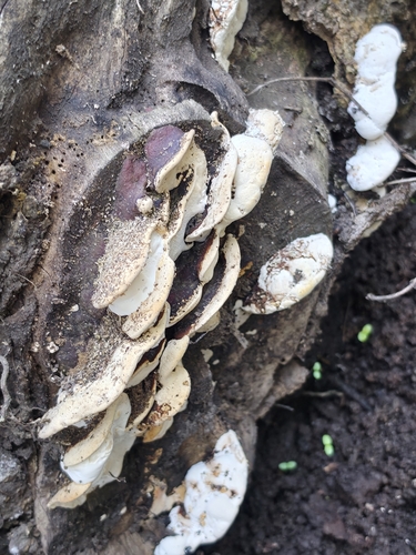 Ganoderma resinaceum