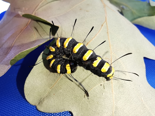 Alder Moth