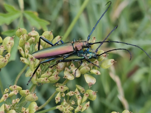 Musk beetle