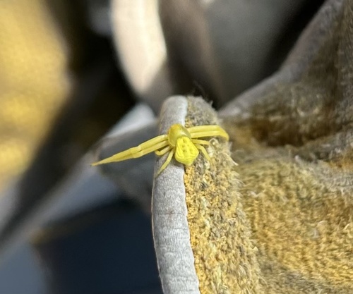 White-banded Crab Spider