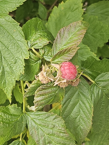 red raspberry
