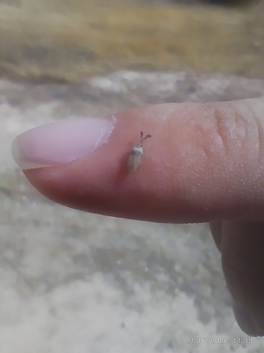 Copium teucrii