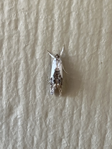 iNaturalist observation photo of Black-tipped Rudenia Moth