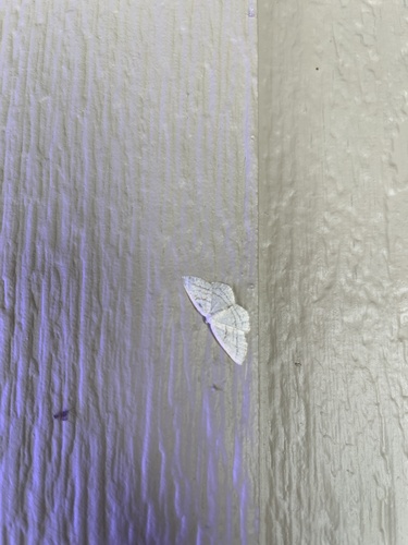 iNaturalist observation photo of Geometer Moths