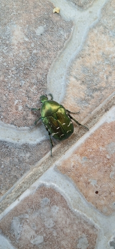 European Rose Chafer