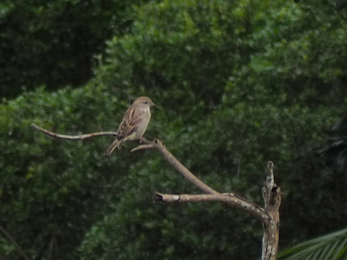 House Sparrow