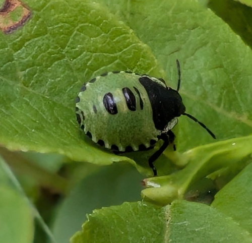 Green Shield Bug