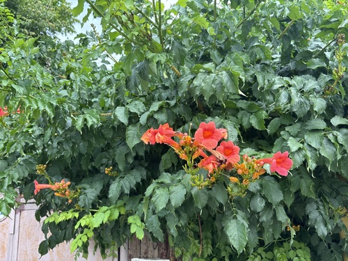 American trumpet vine