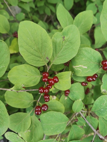 Fly Honeysuckle