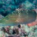 Ringtail Maori Wrasse - Photo (c) Ian Shaw, all rights reserved, uploaded by Ian Shaw
