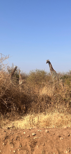 Maasai Giraffe
