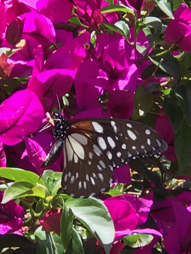 Regal Swallowtail