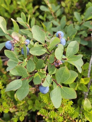 bog bilberry