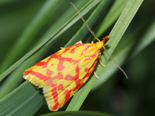Hypercallia citrinalis (Scopoli, 1763)