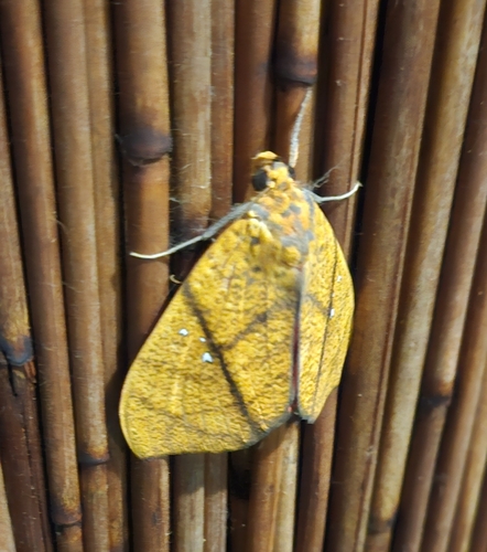Scarlet Underwing