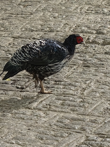 Kalij Pheasant