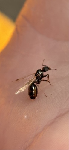 Aphaenogaster gibbosa
