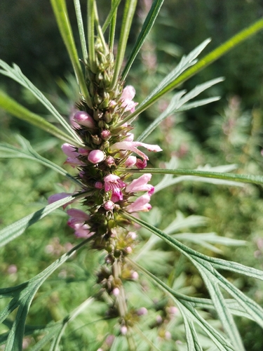 Chinese motherwort