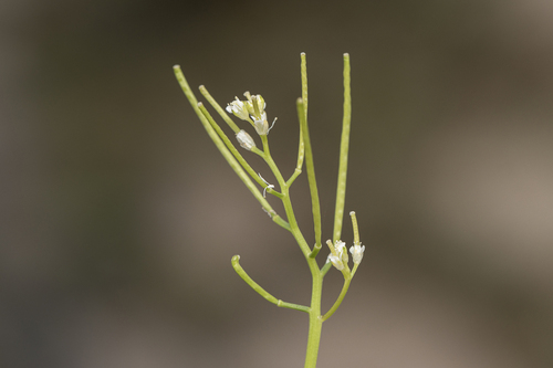 Nursery bittercress