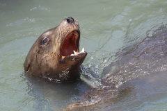 California Sea Lion
