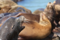 California Sea Lion