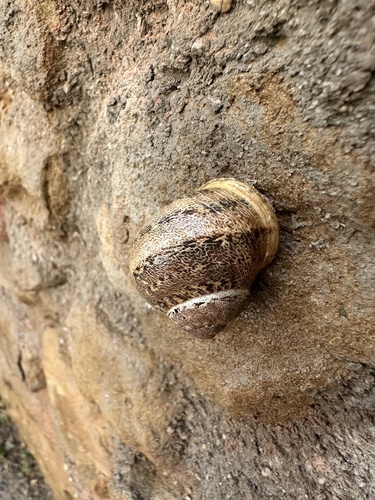 Garden Snail