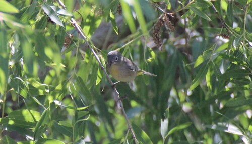 Virginia's Warbler