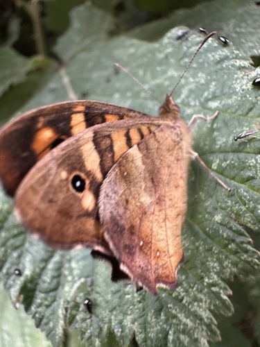 Speckled Wood