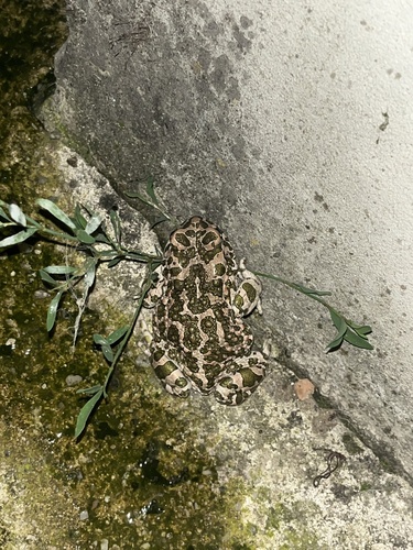 Green Toad