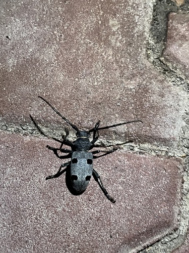 Morimus funereus