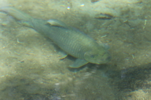 Labeo trigliceps