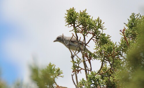 Gray Vireo