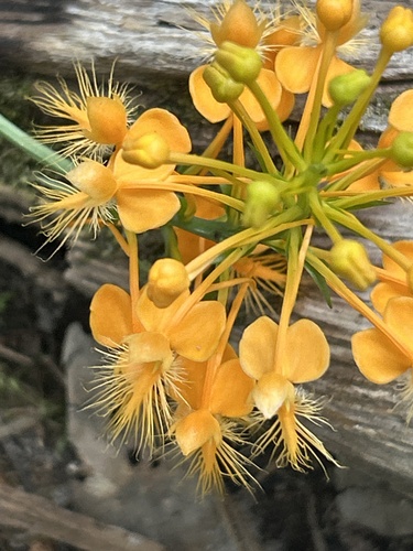 orange-fringed orchid
