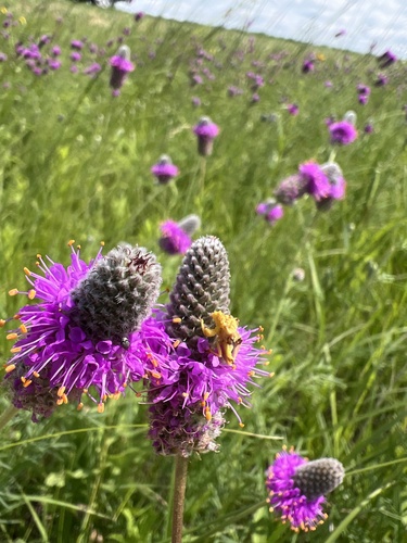 purple prairie clover