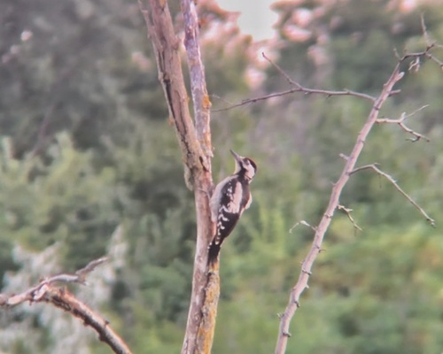 Syrian Woodpecker