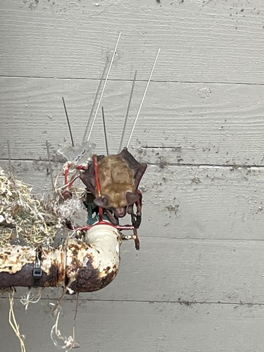 iNaturalist observation photo of Pallid Bat