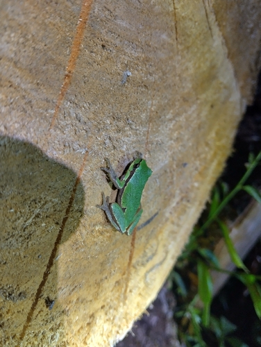 Eastern Tree Frog