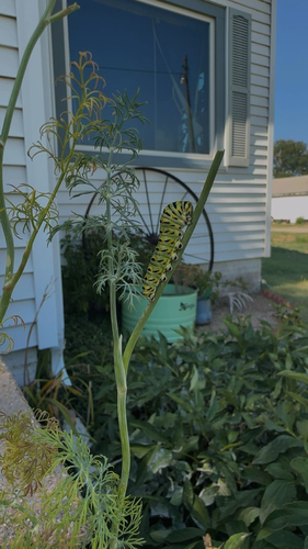 Black Swallowtail