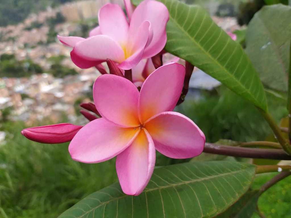 Plumeria rubra