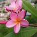 Mexican Plumeria - Photo (c) Fabi Diaz, all rights reserved, uploaded by Fabi Diaz