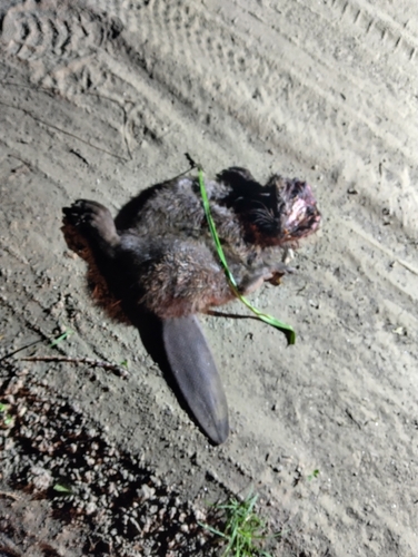 Eurasian Beaver