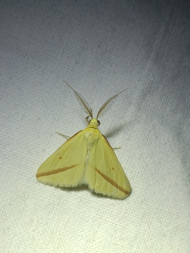 Vestal